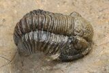 Pustulous Morocops Spinifer Trilobite With Two Gerastos #230505-10